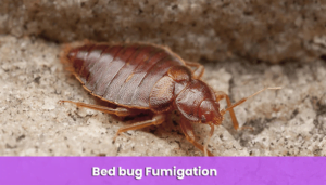 bed bug fumigation nairobi kenya near me