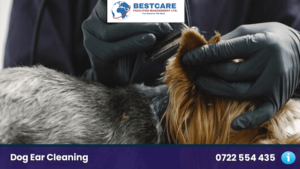 Dog Ear Cleaning and disinfecting dog grooming and mobile groomers nairobo kenya