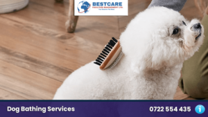 dog coat trimming nairobi dog groomers mobile dog grooming kenya
