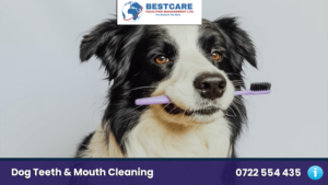 dog teeth cleaning grooming nairobi kenya groomers